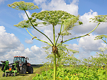 Борьба с борщевиком должна стать строкой в федеральном бюджете
