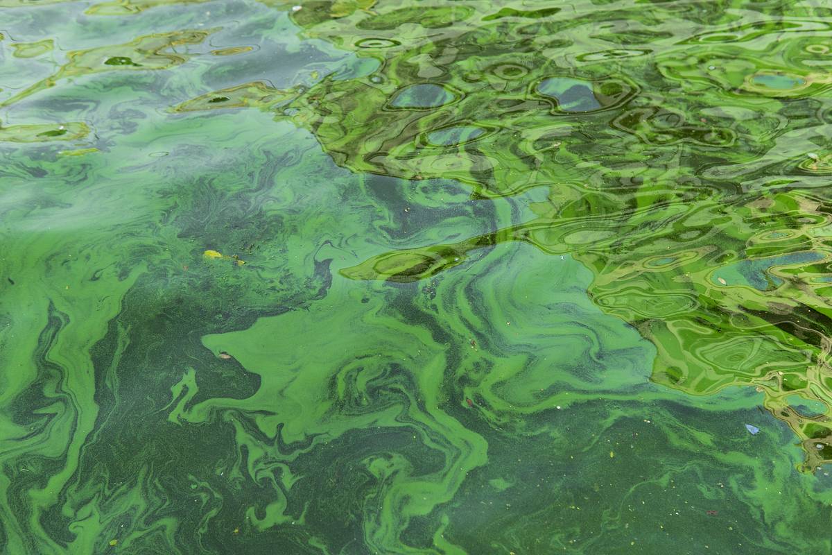 Стало известно о смертельной опасности купания в цветущей воде