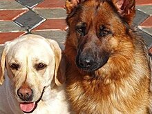 День пограничника, собаки и благоустройство: новое в "Инстаграме" глав районов Татарстана 28 мая