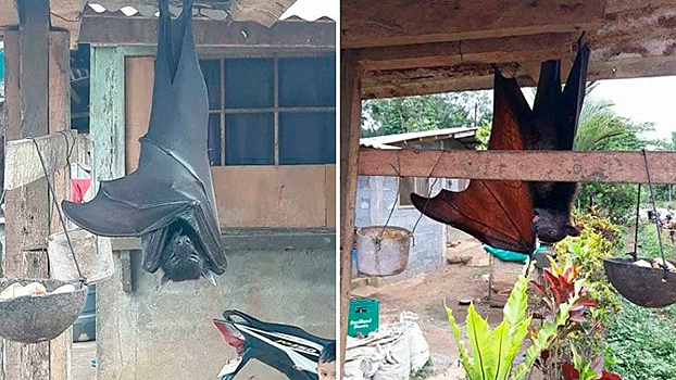 «Размером с человека»: филиппинец опубликовал фото огромной летучей мыши
