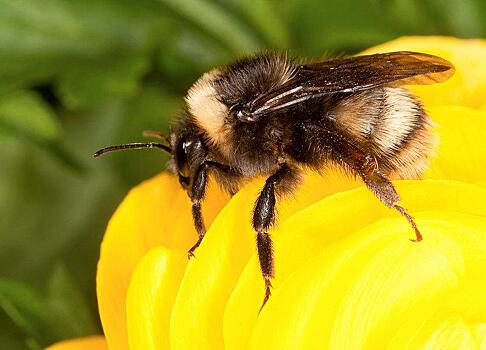 Загадочное массовое исчезновение пчел объяснили