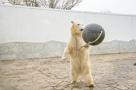 Ловит рыбу в бассейне: Московский зоопарк показал, как живет медведица Айка из Ростова