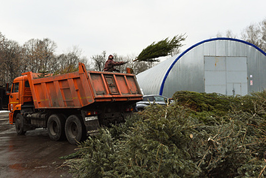 Более 10 тыс. новогодних елок сдали на переработку в Подмосковье за первые две недели экологической акции