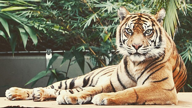 Перечислены животные, которых нельзя заводить дома