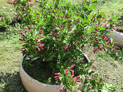 И не скосят случайно, и растут лучше: два бюджетных способа оградить молодые посадки