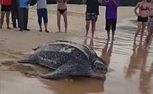 На Волочкову в море напала гигантская черепаха