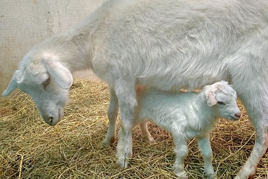 Коза-оракул из Самарского зоопарка впервые стала мамой