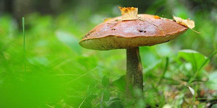 Финны считают, что грибы укрепят здоровье нации