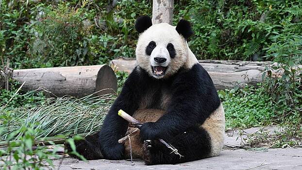 Трансляции и видео с пандой из Московского зоопарка очень популярны в Китае