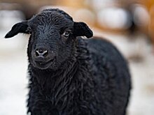 Москвичи выбрали имя для овечки с "Городской фермы" на ВДНХ