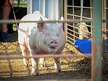 АПК предстоит десятилетие жесткого госрегулирования - эксперты