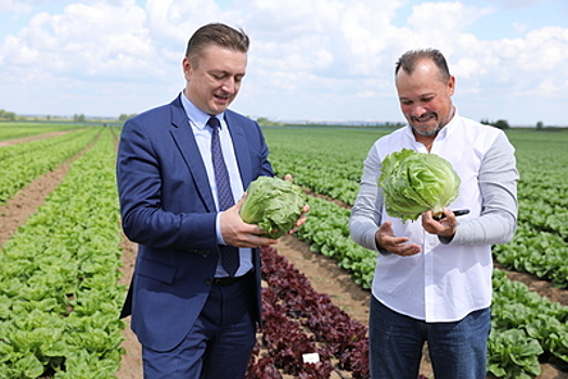 Фермерское хозяйство Кикинадзе в Раменском районе производит 4 тыс тонн овощей ежегодно