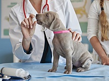 Столичные ветеринары напоминают о необходимости профилактики гельминтозов у животных