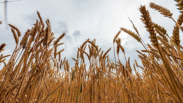 Ставрополье стало лидером по сбору пшеницы в РФ благодаря вызову дождей