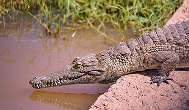 «Даже крокодилы не бросаются на антилоп». Деловой туризм подает сигналы SOS