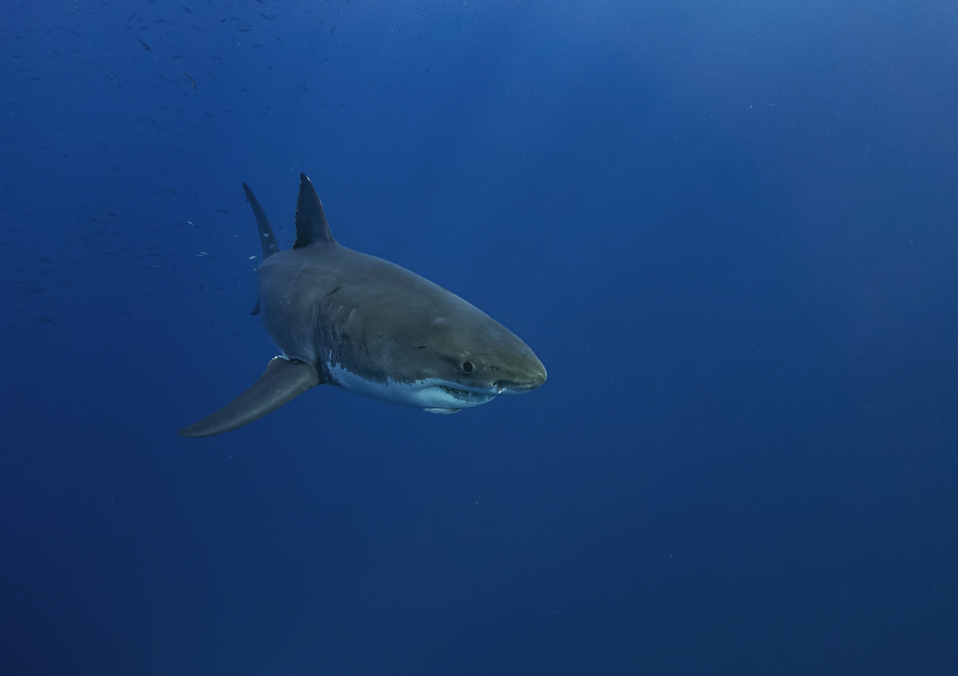 Как распознать в воде белую акулу
