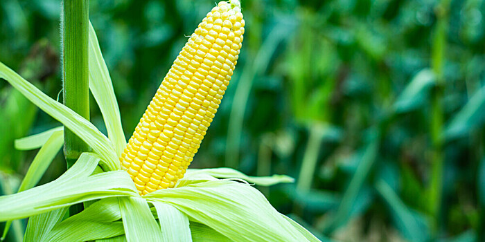 Аграрии Кубани планируют собрать 40 тысяч тонн кукурузы