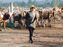 Кредитование на развитие сельского хозяйства станет доступнее