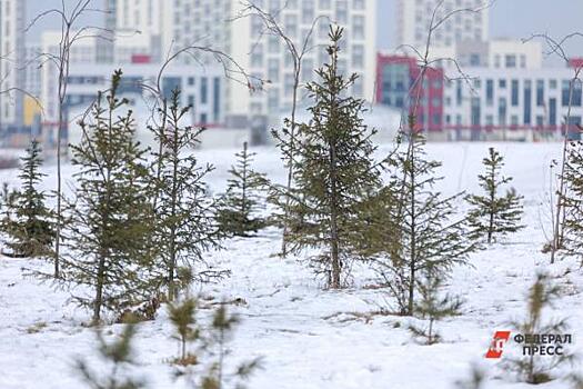 В Челябинской области перед Новым годом усилили контроль за вырубкой елок