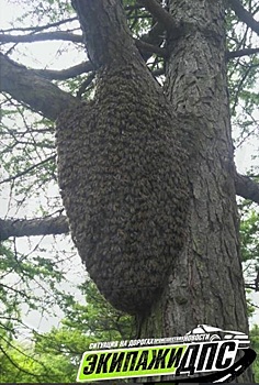 «Будьте осторожны»: огромный пчелиный рой ужаснул жителей Владивостока