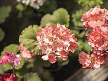 Не для новичков: самые капризные растения, требующие особого внимания