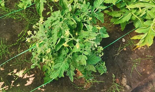 Как определить кладоспориоз на помидорах