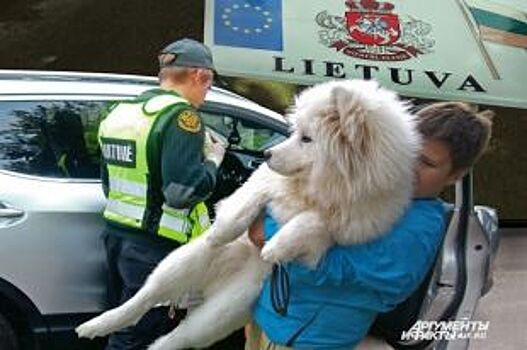 Собачий патруль. Литовская таможня изменила правила провоза животных
