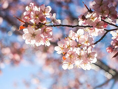 Активное цветение сакуры начнется в Москве через пару дней