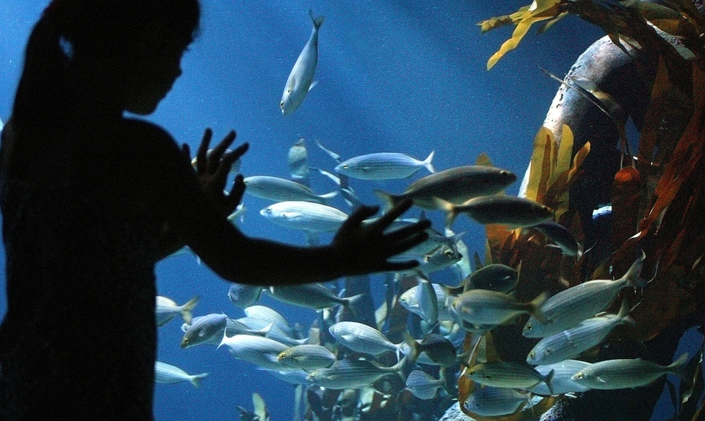 Аквариум Sea Life Speyer, Шпайер, Земля Рейнланд-Пфальц, Германия, Европа