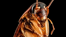 История эволюционного успеха: секрет живучести тараканов кроется в их генах