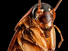 История эволюционного успеха: секрет живучести тараканов кроется в их генах