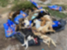Астраханская полиция проводит проверку по факту обнаружения 60 живодерски убитых собак