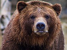 Мужчина обнаружил спящего медведя у себя на крыльце