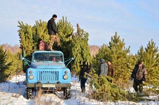 100 тысяч хвойных деревьев срубят для ёлочных базаров на Южном Урале