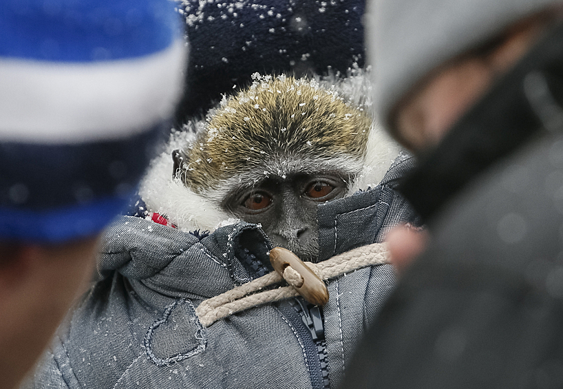 Обезьяна, которую используют для фотографирования с туристами, в морозные дни в центре Киева