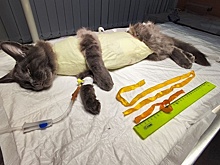 Нижегородские ветеринары спасли кошку, которая съела две ленты