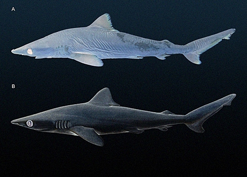 Музейная коллекция прошлого века помогла открыть новый вид акул