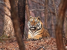 «Ценный клад для туристов со всего мира — дикая природа Приморского края»