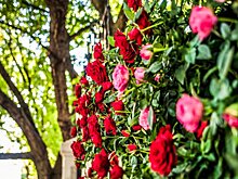 Moscow Flower Show впервые пройдет в режиме онлайн