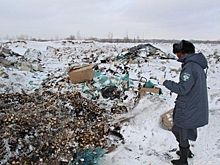РЭО: виновнику свалки из куриных яиц под Омском грозит штраф до 400 тысяч рублей