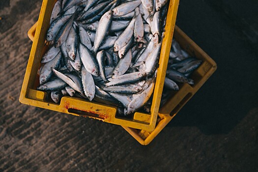 Ретейлеры и Рыбный союз будут повышать популярность рыбы