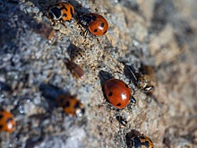 Крупнейшее вторжение за 50 лет божьих коровок зафиксировано в Британии