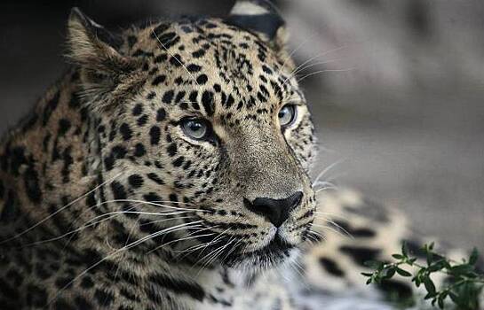 В Индии леопард растерзал младенца