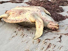 Водоросли-убийцы: почему во Флориде массово гибнут морские животные