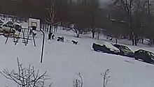 В Тольятти бродячие собаки нападают на детей