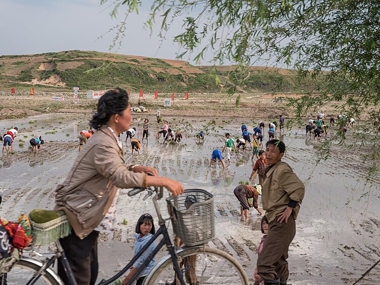 Северокорейские дети работают в рисовом поле
