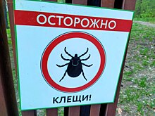 В Новосибирске в ухе маленькой девочки обнаружили присосавшегося клеща