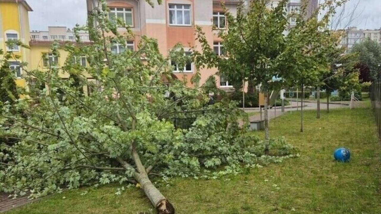 Дерево рухнуло на ребенка в детском саду российского города
