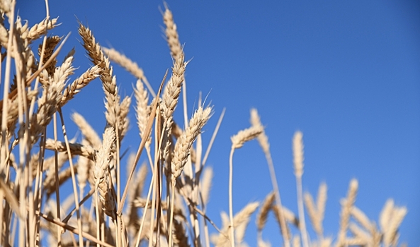 Волгоградская область увеличила экспорт продукции АПК в Индию и Турцию