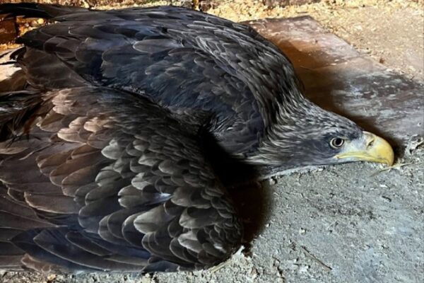 Краснокнижного орлана-белохвоста без крыла выхаживают птицеспасы Волгограда